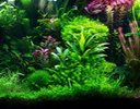 AQUARIUM PLANTS