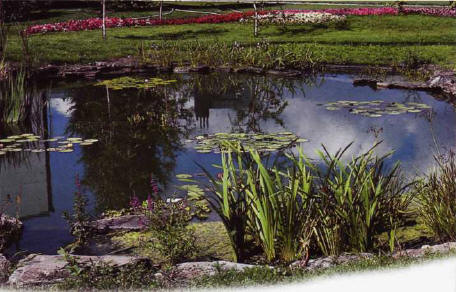 Garden pond