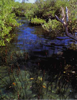 Roots tangled underwater provide shelter for fish