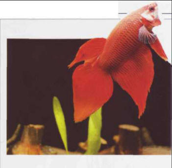 Male fighting fish (Betta splendens)