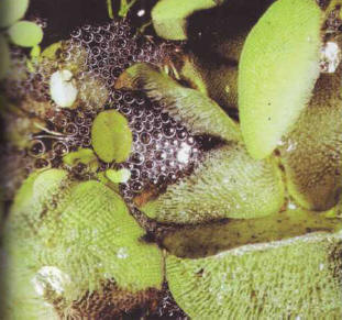 Bubble nest built by a male Colisa lalia (Belontiids) on the surface of the water.