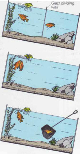 The different phases of reproduction in Belontiids: construction of the bubble nest by the male (the female is in a separate compartment), the laying of eggs, the removal of the female.