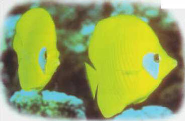 Knowing your fish well - their color and behavior - constitutes one of the main rules for disease prevention in an aquarium