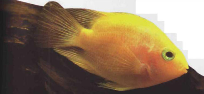 Parrot cichlid: a cross between Cichlasoma labiatum and Heros labiatus