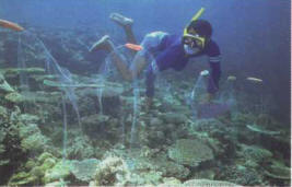 Catching tropical fish with a net