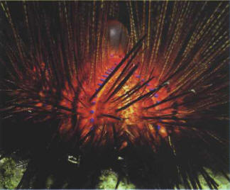 ECHINODERMS