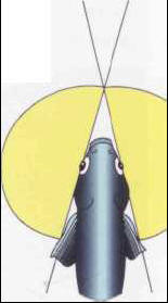 Fish have a particularly wide field of vision