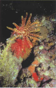 Some species of sea urchins with varying sizes of prickles can be found in marine aquariums.