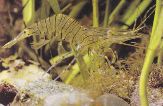 Coastal shrimps, live or cooked, are recommended fare for big fish