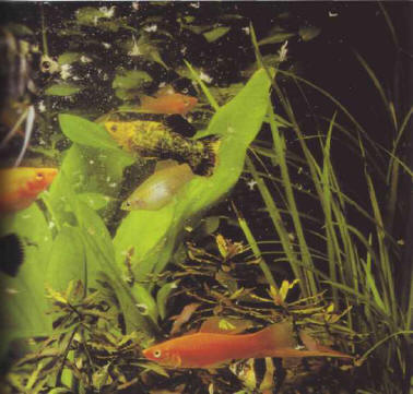 When feeding, it is important to avoid any overdosing, whether with artificial food or live prey, such as the adult brine shrimps pictured here.