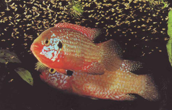 Pair of Hemichromis bimaculatus (jewel cichlid) surrounded by their young