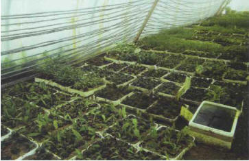 An enormous variety of plants can be cultivated, in this case under glass, in an extremely hot and humid atmosphere.