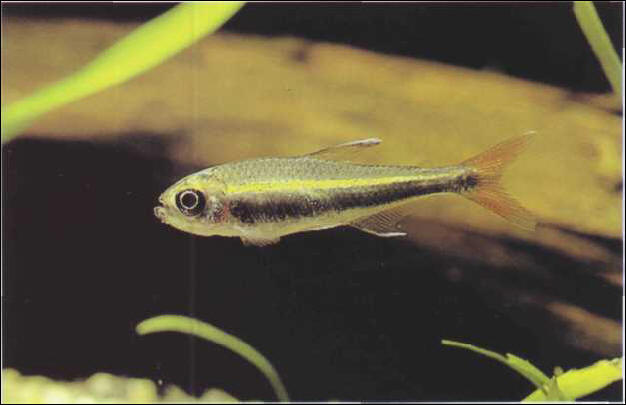 Hyphessobrycon peruvianus