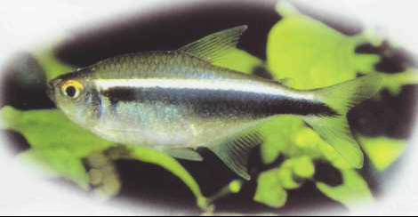 Hyphessobrycon herbertaxelrodi