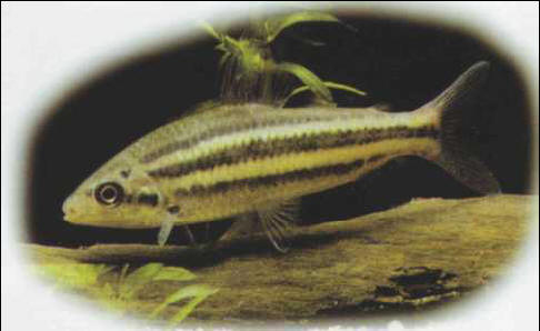 Leporinus striatus (Anostomidae)