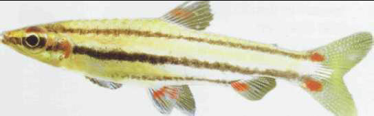 Nannostomus trifasciatus (Lebiasinidae)