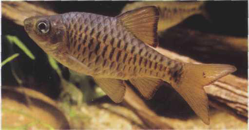 Barbus oligolepis