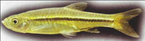 Rasbora borapetensis