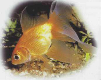 Japanese veiltail