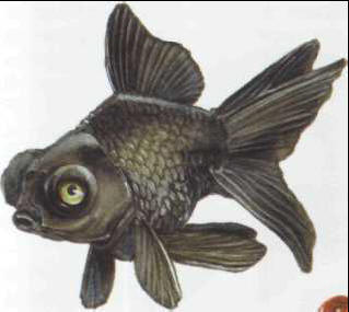 Telescope-eyed goldfish