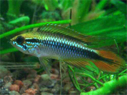 Apistogramma agassizii