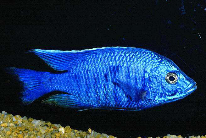 Copadichromis boadzulu