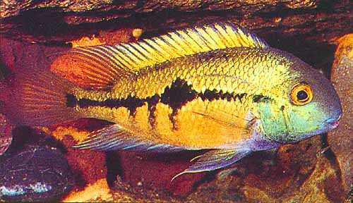 Cichlasoma nicaraguense