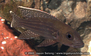 Neolamprologus tetracanthus