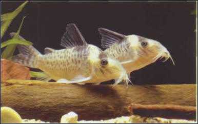 Corydoras melanistus