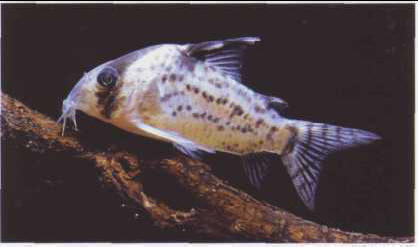 Corydoras punctatus