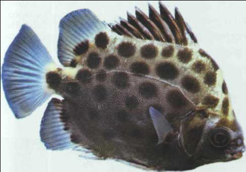 Scatophagus argus