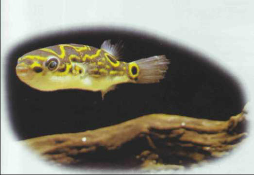 Tetraodon palembangensis or T. biocellatus