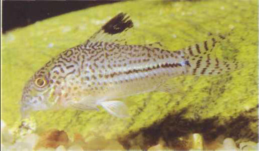 Corydoras julii