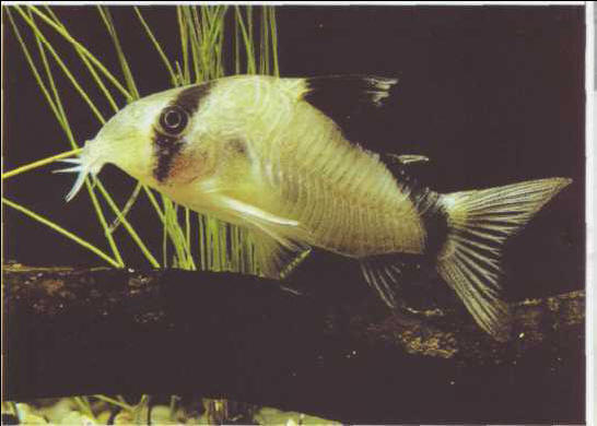 Corydoras metae