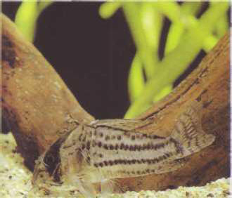 Corydoras schwartzi