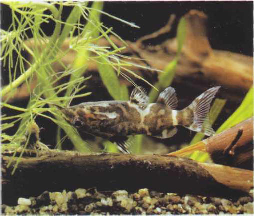 Synodontis nigriventris