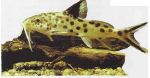 Synodontis petricola