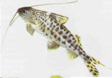 Pimelodus pictus