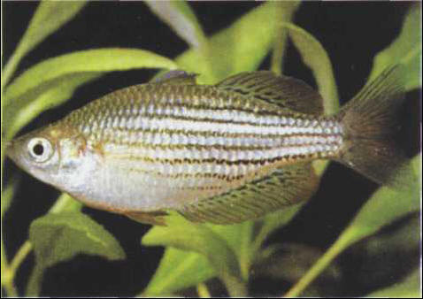 Melanotaenia maccullochi