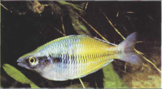 Melanotaenia boesemani