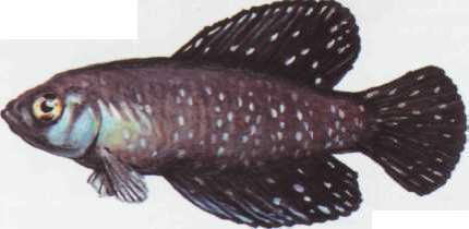 Cynolebias nigripinnis