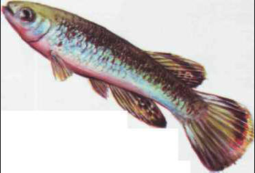 Rivulus cylindraceus