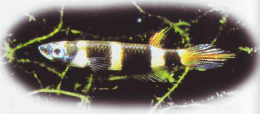 Epiplatys annulatus