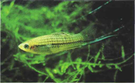 Xiphophorus variatus