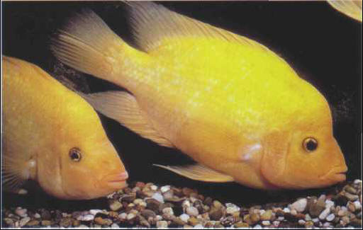 Cichlasoma citrinellum