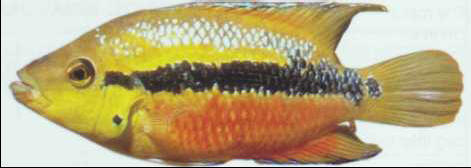 Cichlasoma (or Parapetenia) salvini