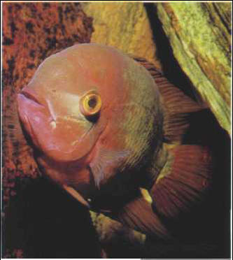 Cichlasoma crassum