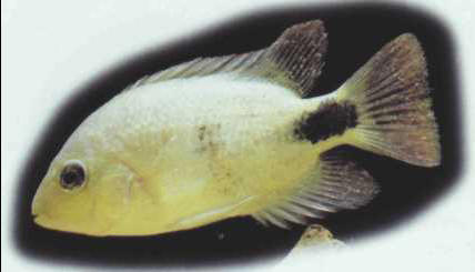 Cichlasoma maculicauda