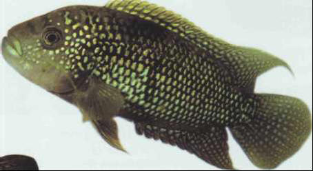 Cichlasoma labiatum