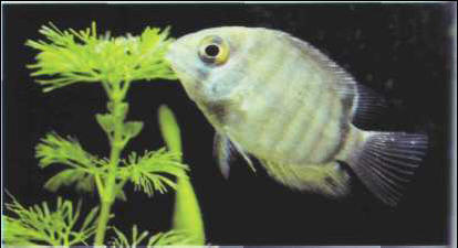 Heros severum